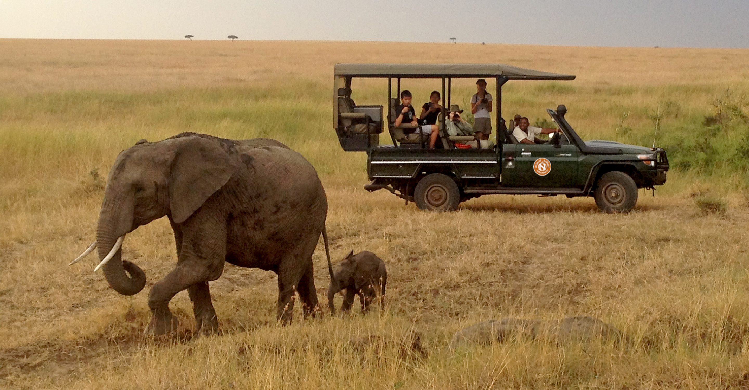 Elephants and Nat Hab guests, Olderkesi Conservancy, Kenya.